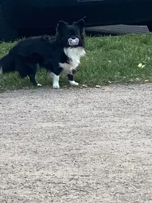 Schöner chihuahua Rüde zum Decken 