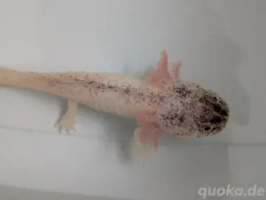 Axolotl Babies 8 Monate alt Harlekin und alle anderen Farben