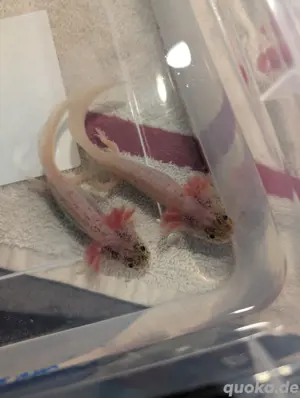 Axolotl Jungtiere suchen neue Familien