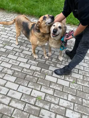 Diana und Bella suchen Pflegestelle oder für immer Zuhause