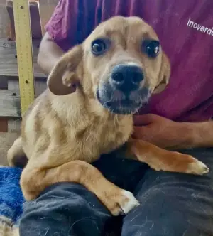 Linus - bezaubernder Welpenjunge