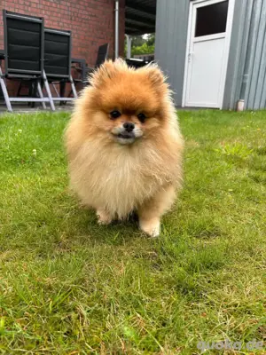  Pomeranian Zwergspitz Deckrüde  Bild 3