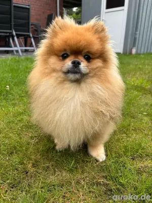  Pomeranian Zwergspitz Deckrüde  Bild 2