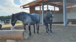 Pflegebeteiligung,  später Reitbeteiligung möglich 