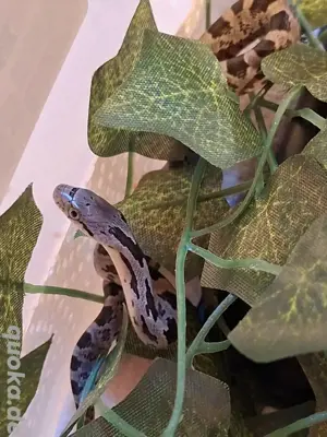 baby Erdnattern aus ungeplanter Nachzucht