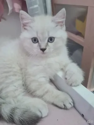 BKH Katzen reinrassig 