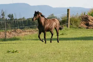 Quarter-Pony sucht RB