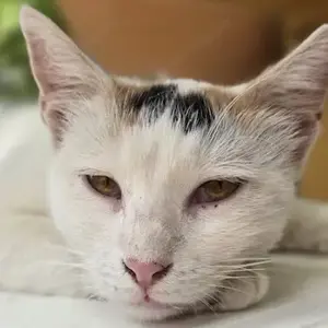 Lucia, geb. ca. 08 2024, lebt in GRIECHENLAND, auf einer privaten Pflegestelle    