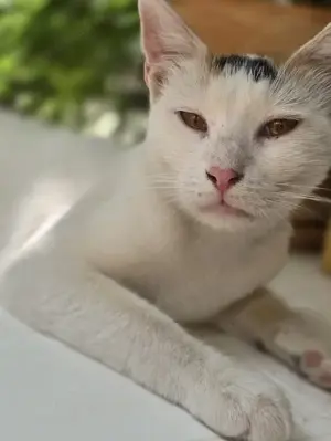 Lucia, geb. ca. 08 2024, lebt in GRIECHENLAND, auf einer privaten Pflegestelle     Bild 9