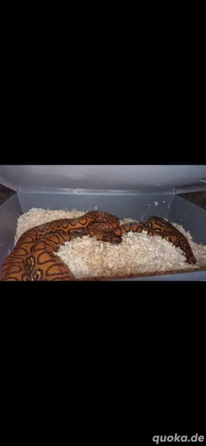 Regenbogenboa Epicrates cenchria cenchria 