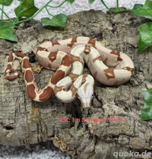 Sunglow VPI T+ Motley Labyrinth Hypo boa constrictor imperator 