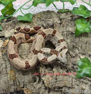 VPI T+ Motley Labyrinth Hypo boa constrictor imperator 