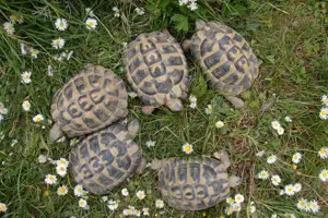 Griechische Landschildkröten aus eigener Nachzucht