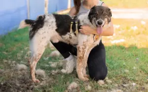 Aktiver und liebevoller Moano sucht sein Zuhause