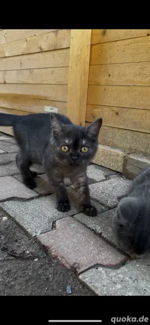 Reinrassige r BKH Kater - Katze 