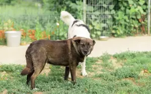 ruhige Vesta sucht liebevolles Zuhause Bild 10