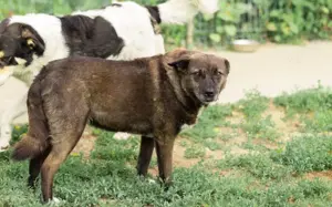 ruhige Vesta sucht liebevolles Zuhause Bild 8