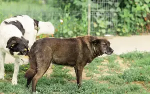 ruhige Vesta sucht liebevolles Zuhause Bild 9