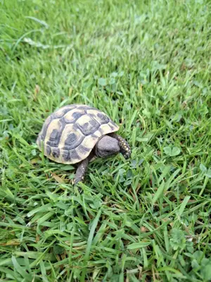 Griechische Landschildkröte, THB, Nachzucht aus 2024 und 2025