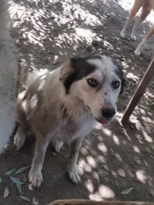 Hündin 107411 stellt sich vor