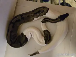 Königspython 0.1 Piebald 2015