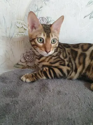 Bengal Kater Sucht ein Neues Zuhause
