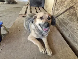 Hier kommt unsere süße Hündin Sonja Bild 4