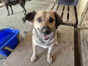 Hier kommt unsere süße Hündin 107409