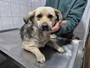 Hier kommt unsere süße Hündin Sonja Bild 3