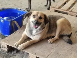 Hier kommt unsere süße Hündin Sonja Bild 2