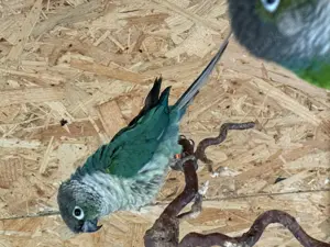 Grünwangen Rotschwanz.Sittich Paar