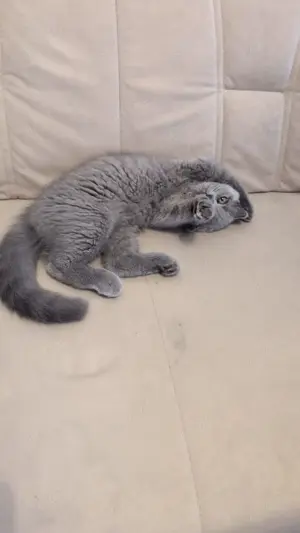 Wunderschöne BKH Kitten abzugeben 