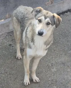 Hündin 107403 sucht ihr neues Zuhause