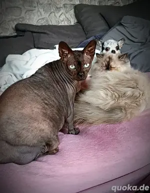 Canadian Sphynx Kater  Bild 2