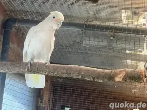 Suche Goffin Kakadus  Pärchen 