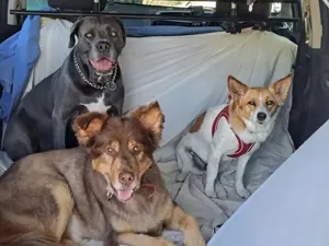 Suche dringend eine Tierfreundlche Unterkunft