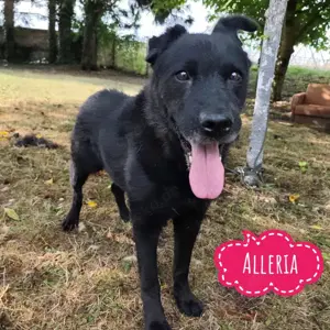 Alleria, ruhige, liebe und brave Mischlingshündin