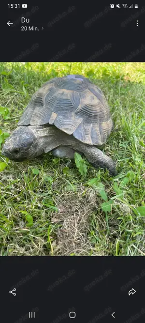 4 Maurische Landschildkröten  Bild 3