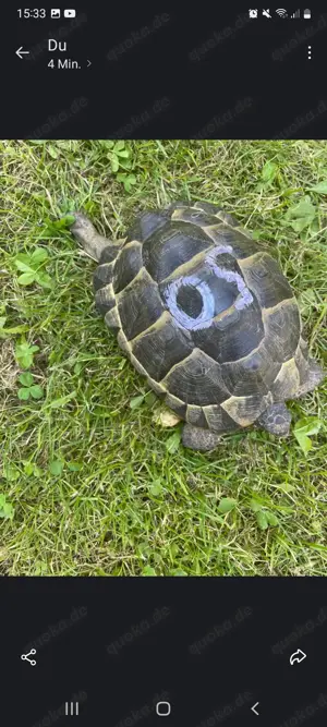 6 Maurische Landschildkröten 