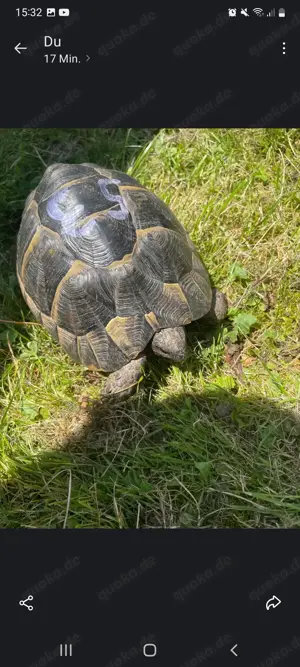4 Maurische Landschildkröten  Bild 2