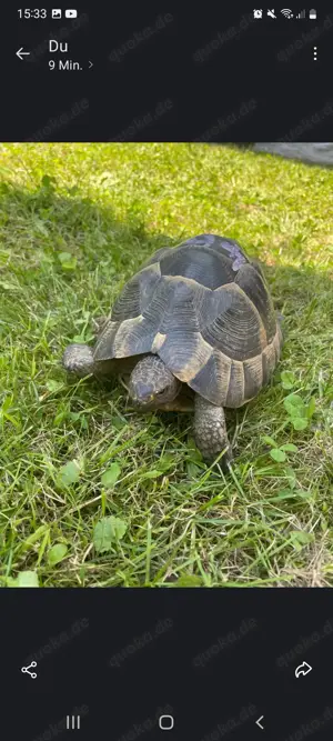 4 Maurische Landschildkröten  Bild 4