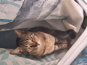 Hübsche Katzen suchen ein neues Zuhause  Bild 2