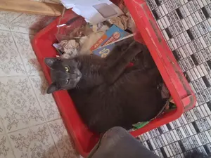 Hübsche Katzen suchen ein neues Zuhause  Bild 3