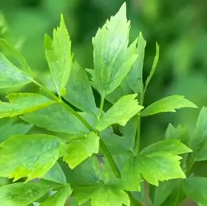 Wer verschenkt  Liebstöckel  Würziges Maggikraut
