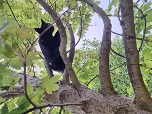 Hübsche Katzen suchen ein neues Zuhause  Bild 4