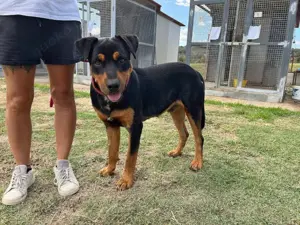 Slash sucht sein Zuhause