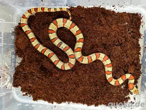 Lampropeltis leonis Königsnatter