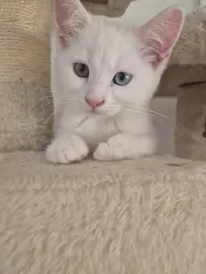Zuckersüße Katzenbabys mit British Kurzhaar & Maine-Coon-Eltern suchen Zuhause