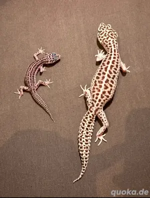 0.1 Total Eclipse Mack Snow Leopardgecko Weibchen
