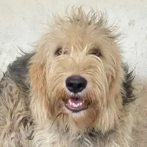 Herko, geb. ca. 01 2024, lebt in GRIECHENLAND, auf einer privaten Pflegestelle 